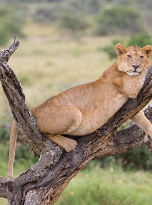 Lake-Manyara-National