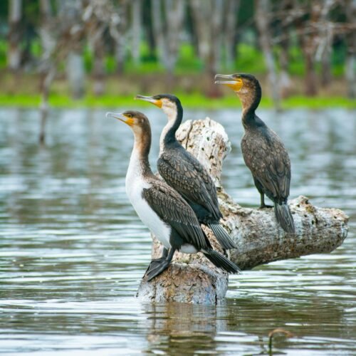 Birds Lake