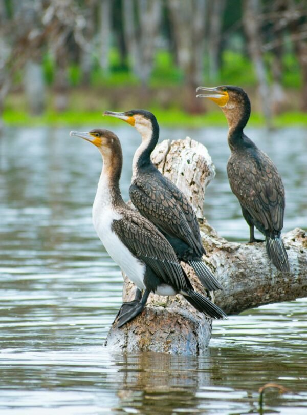 Birds Lake