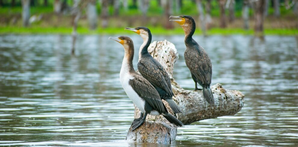 Birds Lake
