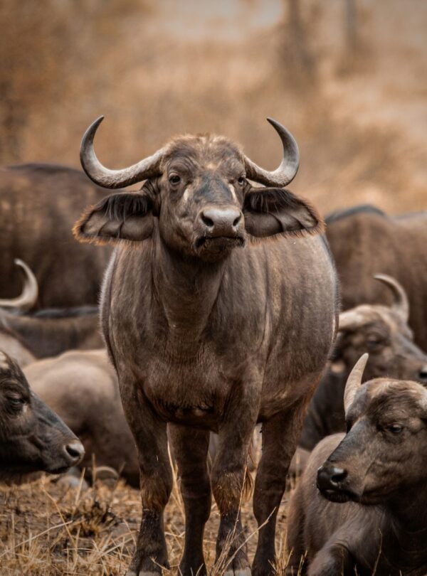 Buffalo