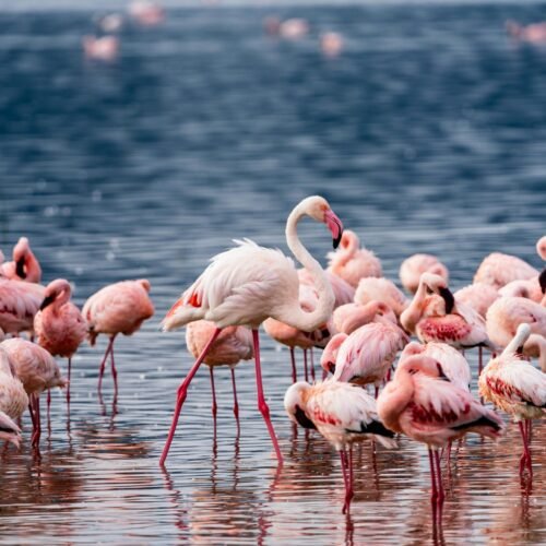 Lake Manyara
