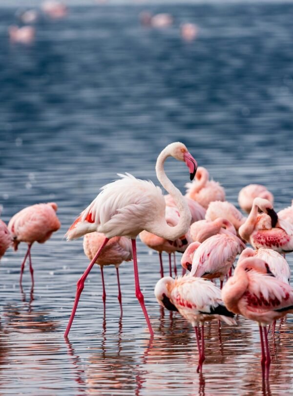 Lake Manyara