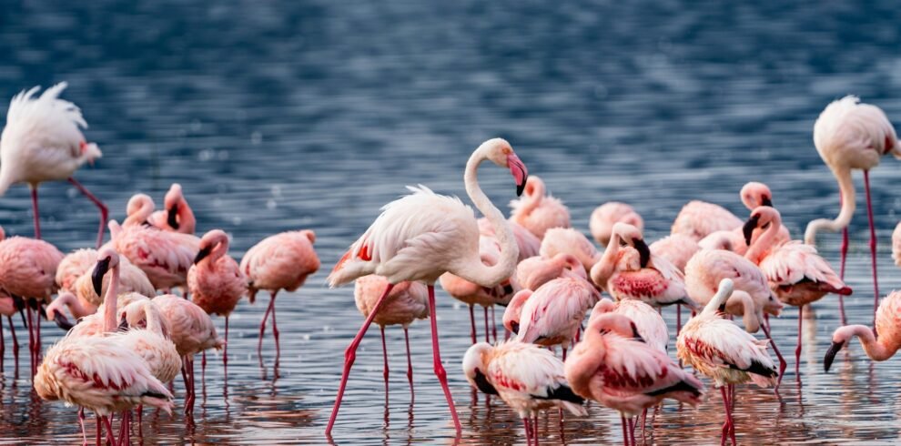 Lake Manyara