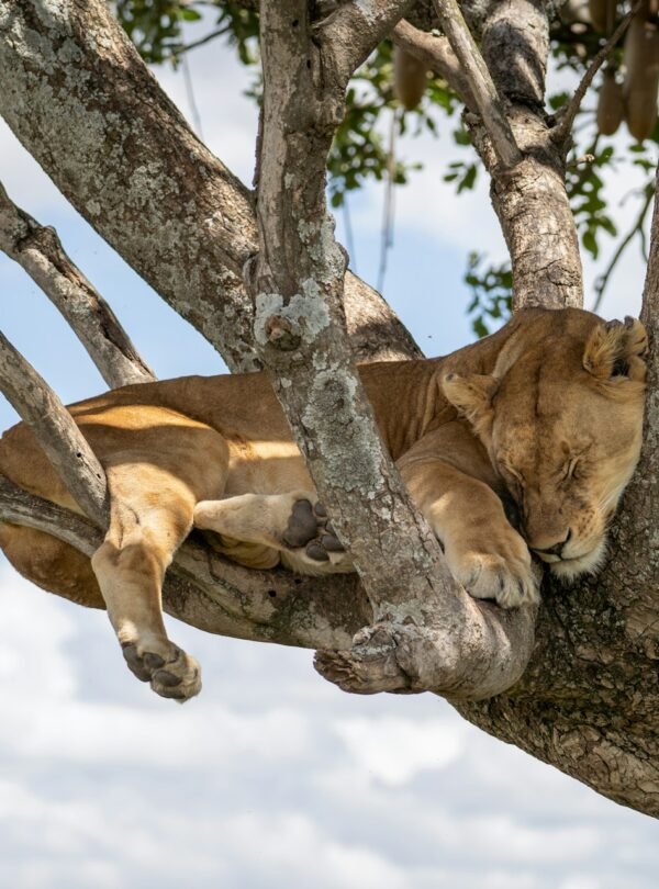 Lion On tree
