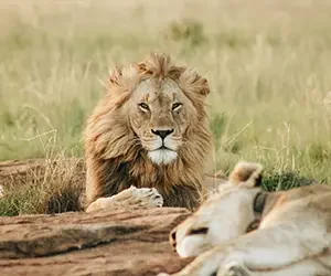 lion
